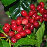 Presentan variedades de Café resistentes a la enfermedad Roya del cafeto