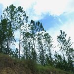 Medio Ambiente realiza Inventario Nacional Forestal
