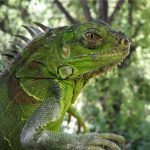 Medio Ambiente advierte sobre peligros de la Iguana Verde comercializada como mascota