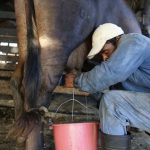 Gobierno introducirá ganado de alta genética en Higüey para incrementar competitividad de pequeños y medianos productores