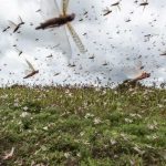 ONU pide ayuda contra plaga de langostas que comen en un día tanto como Kenia
