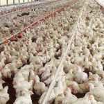 Gobierno adopta medidas en favor de productores de pollo, leche, queso y vegetales