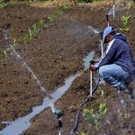 Activan mecanismos para mitigar sequía en Noroeste, la Sierra y Valle de San Juan