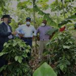 Danilo Medina constata avances Proyectos Desarrollo Agroforestal: casi 602 mil tareas sembradas y más de 13 mil productores beneficiados