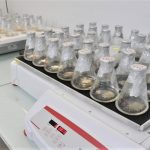 Promueven producción rubros de alta calidad genética a través de Laboratorio BIOVEGA 