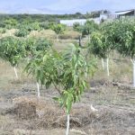 En Baní, Gobierno fortalece exportaciones de mangos; ministro Limber Cruz juramenta consejo para mejorar industria 