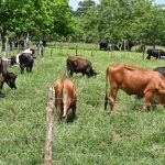 Idiaf rehabilita estación experimental dedicada a la ganadería bovina
