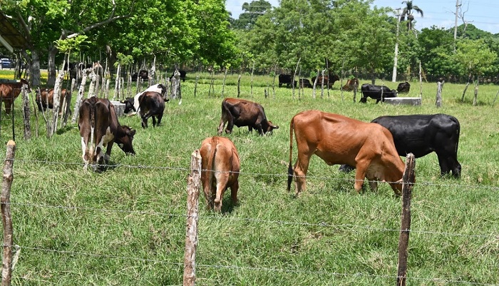 Idiaf rehabilita estación experimental dedicada a la ganadería bovina