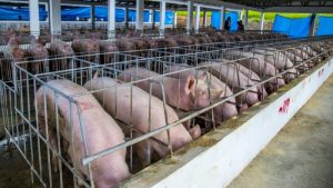 para proteger la producción nacional de cerdos
