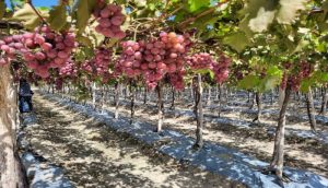 Gobierno apoya a productores de uva de Neiba