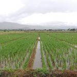 Ministerio de Agricultura informa tormenta tropical Fred no causó daños al sector agrícola