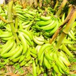 Decenas de tareas de plátanos y bananos resultaron afectadas por ventarrón en Valverde Mao