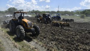 Agricultura prepara 190 mil tareas de tierra para siembra masiva de habichuela en región Suroeste  