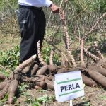 En región sur, Idiaf presenta variedades de yuca para consumo fresco y procesamiento industrial