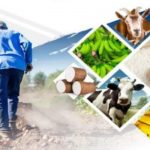 Agricultura celebrará este fin de semana tercera Feria Agropecuaria del Noroeste en Mao, Valverde