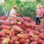 RD  dirigirá el Consejo de la Organización Internacional del Cacao  
