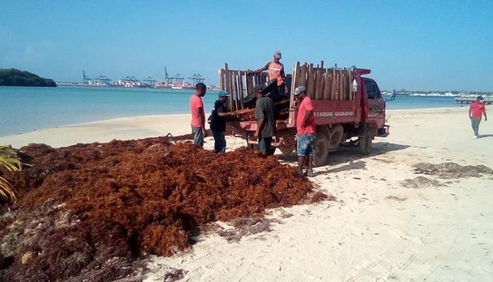 Ayuntamiento de Boca Chica retira sargazo playa